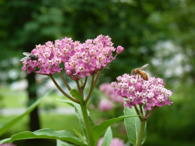 Ваточник Asclepias incarnata ‘Soulmate’