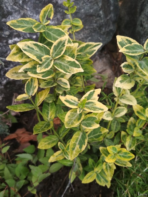 Бересклет Форчуна (Euonymus fortunei)