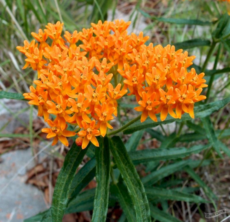 Asclepias curassavica
