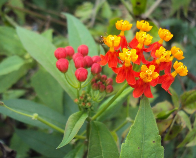 Асклепиас tuberosa
