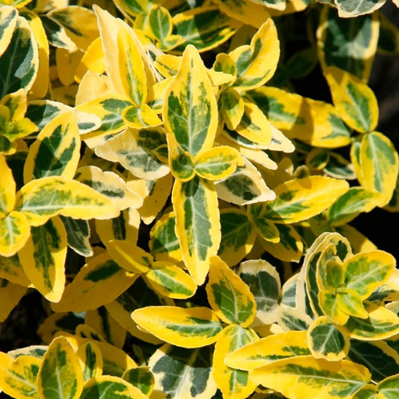 Бересклет Форчуна (Euonymus fortunei)