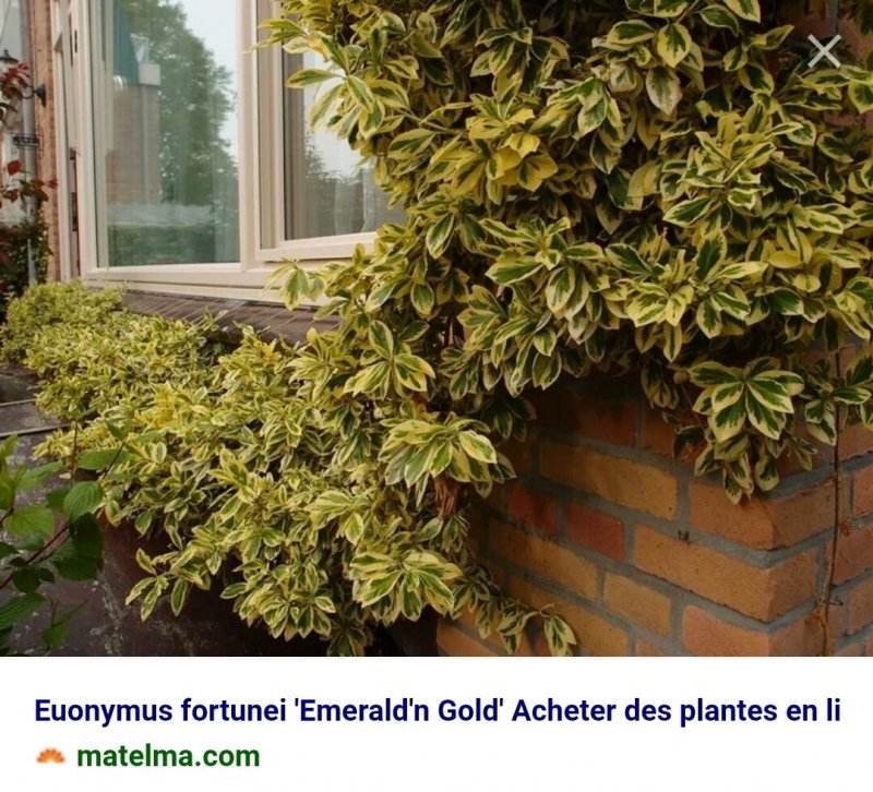 Euonymus Fort. 'Emerald 'n' Gold'