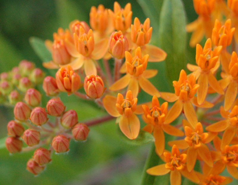 Асклепия, ваточник (Asclepias)