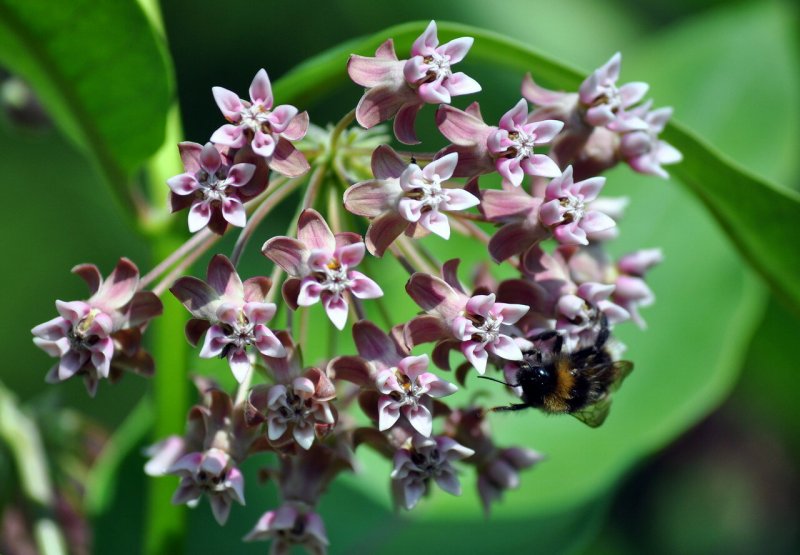 Ваточник клубненосный Asclepias tuberosa