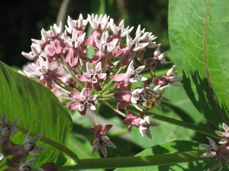 Asclepias tuberosa
