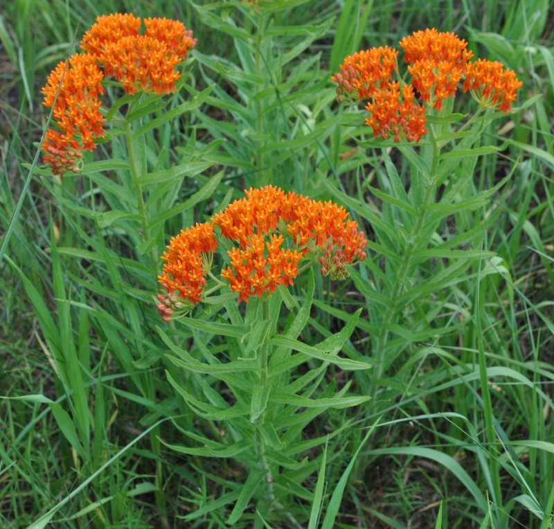 Асклепия, ваточник (Asclepias)
