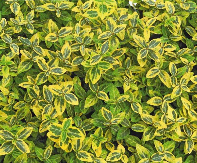 Бересклет Форчуна Emerald`n Gold