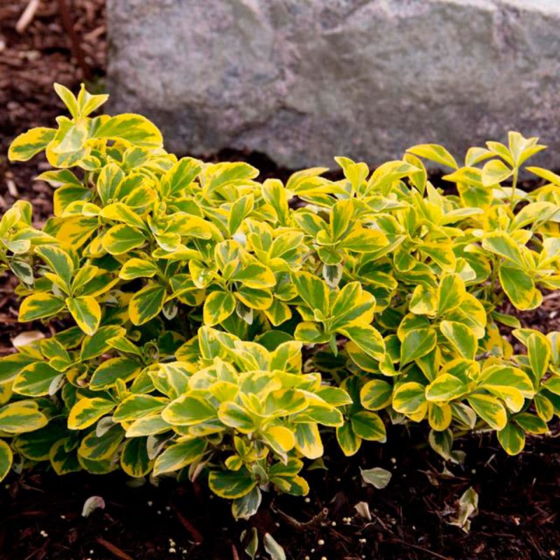 Бересклет Форчуна Emerald'n Gold