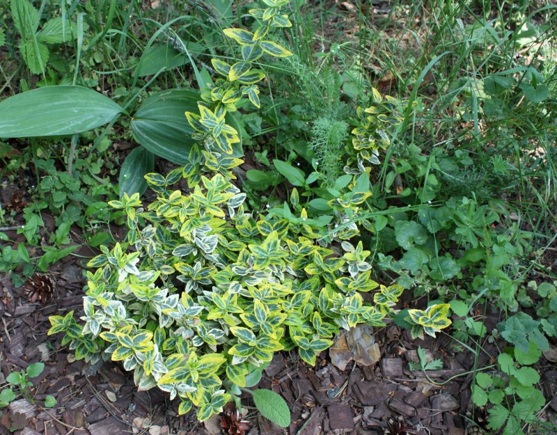 Бересклет Форчуна Emerald Gold