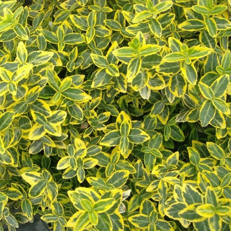 Бересклет Форчуна (Euonymus fortunei)