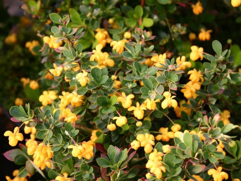 Барбарис самшитолистный "Нана" (Berberis buxifolia)