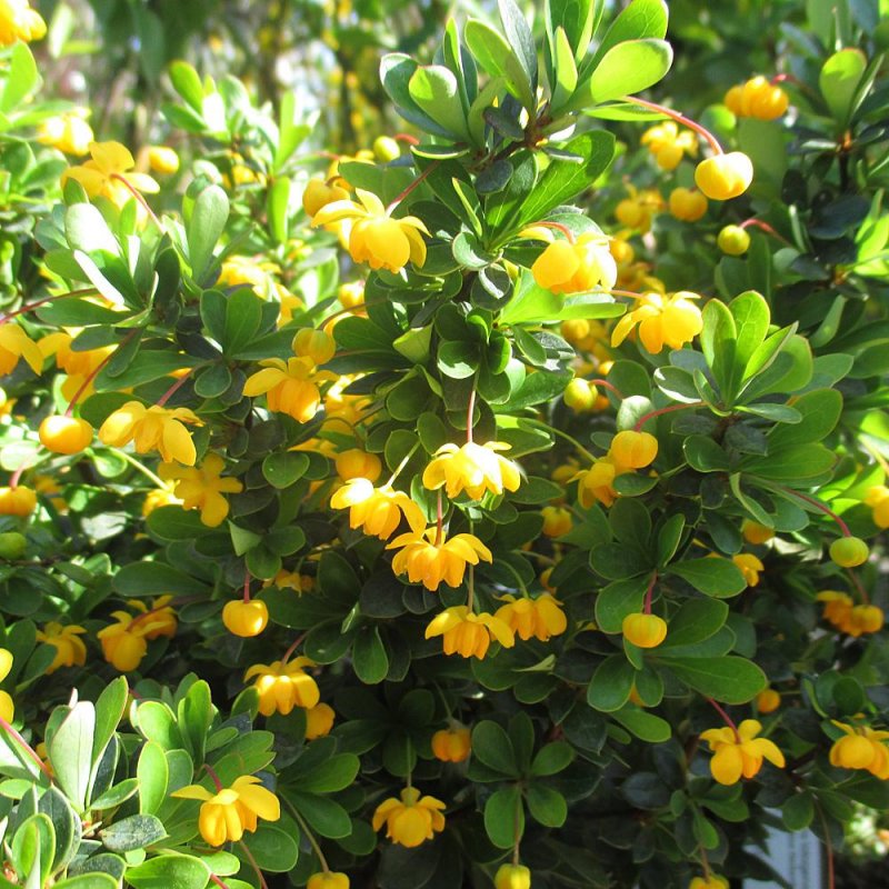 Барбарис самшитолистный "Нана" (Berberis buxifolia)