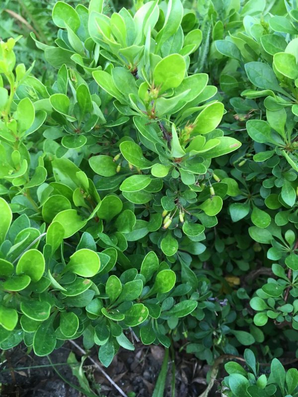 Барбарис самшитолистный "Нана" (Berberis buxifolia)