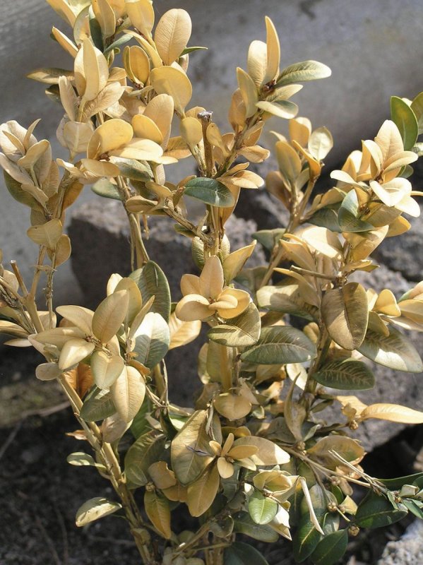 Berberis вечнозеленый