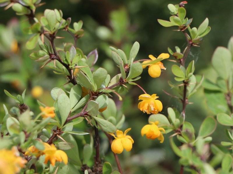 Барбарис самшитолистный "Нана" (Berberis buxifolia)