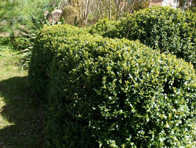 Berberis verruculosa