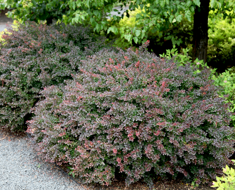 Барбарис самшитолистный (Berberis buxifolia)