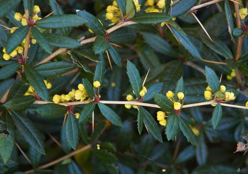 Berberis verruculosa