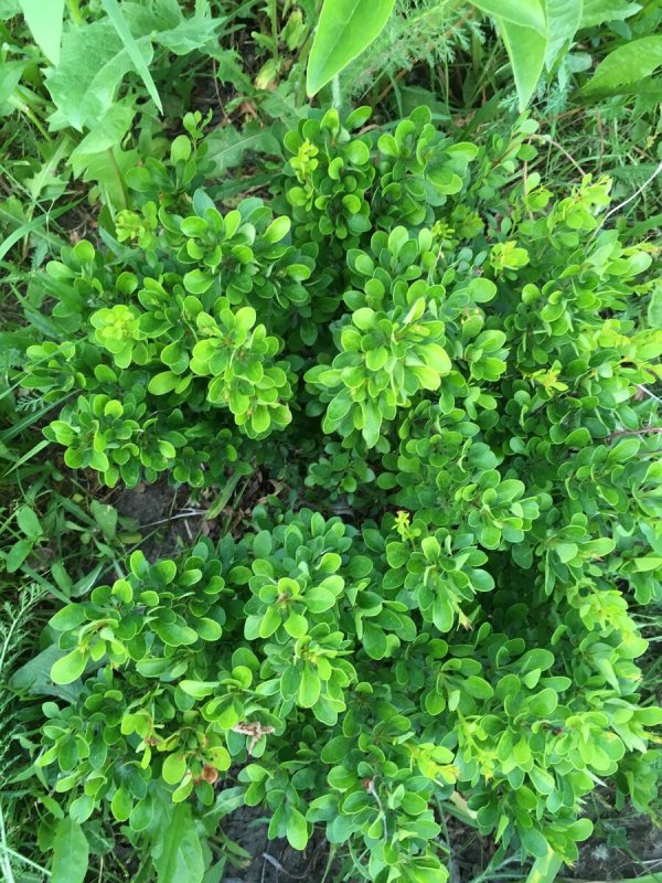 Барбарис самшитолистный (Berberis buxifolia)