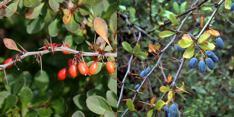 Барбарис Фрикарта (Berberis frikartii Amstelveen)