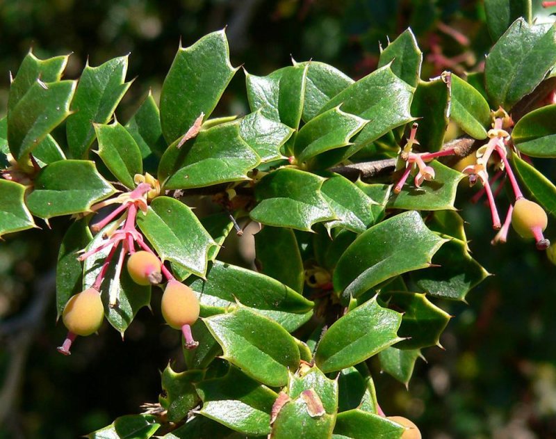 Барбарис Дарвина (Berberis darwinii p9)