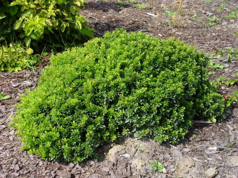 Berberis darwinii 'compacta'