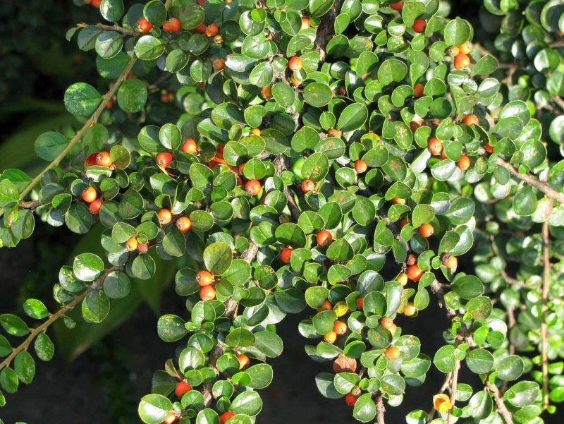 Мелколистный (Buxus microphylla) самшит
