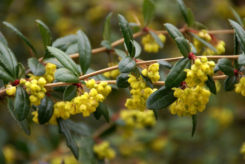 Барбарис Фрикарта (Berberis frikartii Amstelveen)