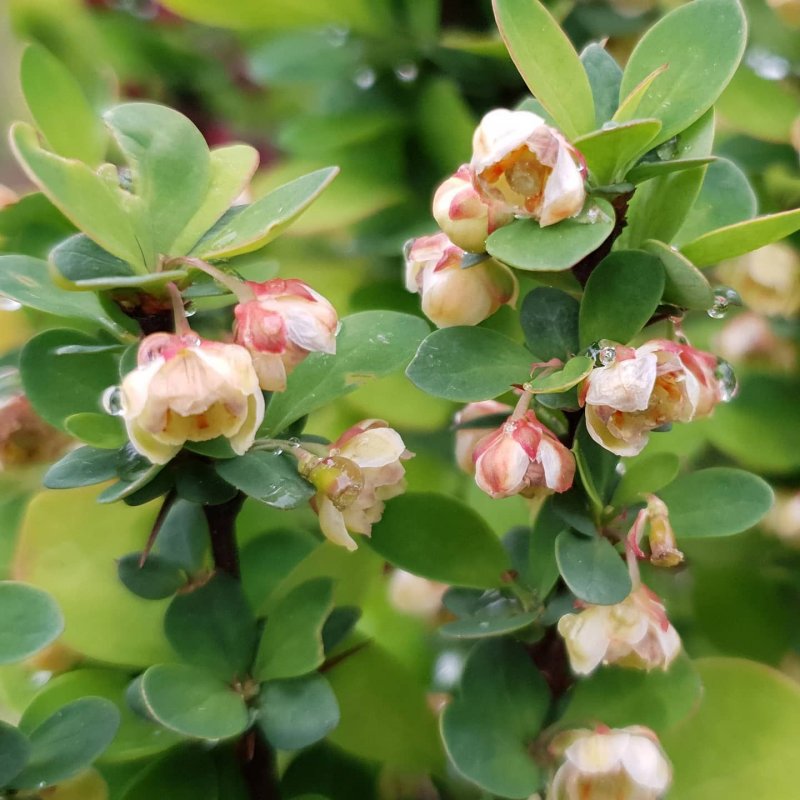 Berberis verruculosa