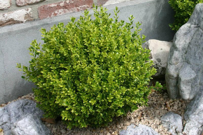 Барбарис Юлиана Berberis julianae