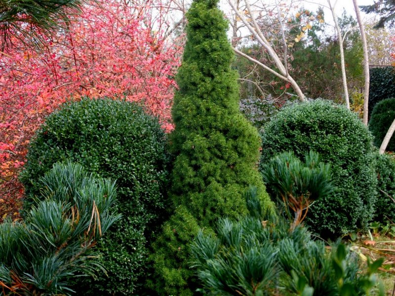 Berberis julianae