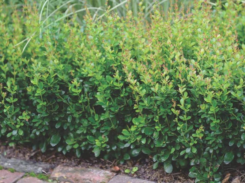 Berberis buxifolia Nana