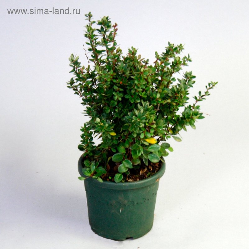 Барбарис самшитолистный (Berberis buxifolia)