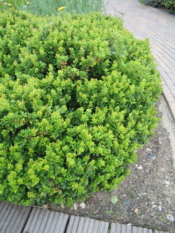 Барбарис Фрикарта (Berberis frikartii Amstelveen)