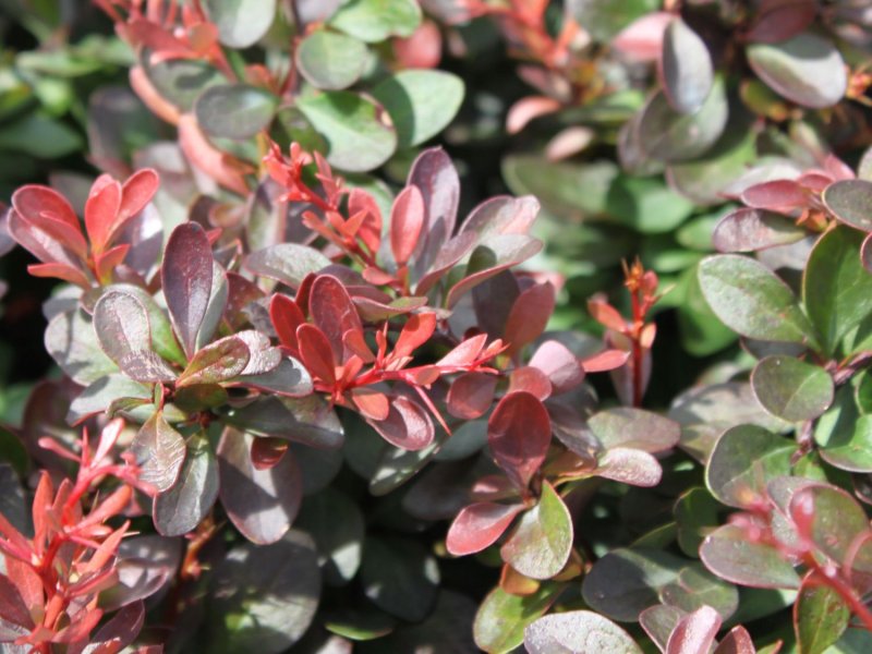 Барбарис самшитолистный (Berberis buxifolia)