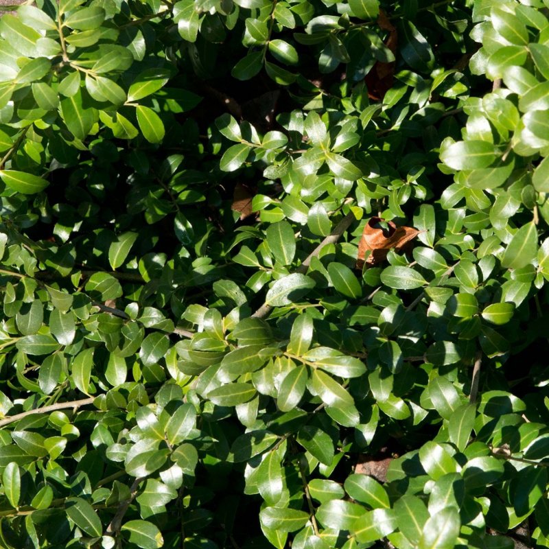 Барбарис самшитолистный "Нана" (Berberis buxifolia)