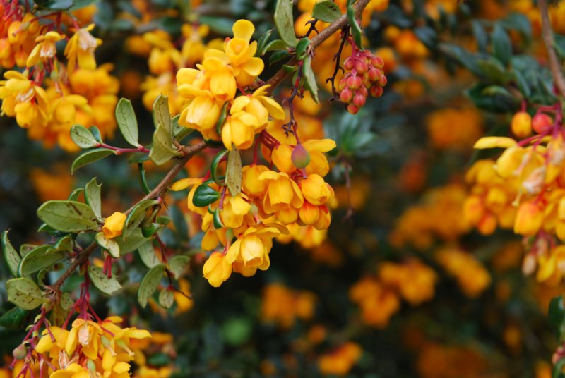 Berberis darwinii 'compacta'