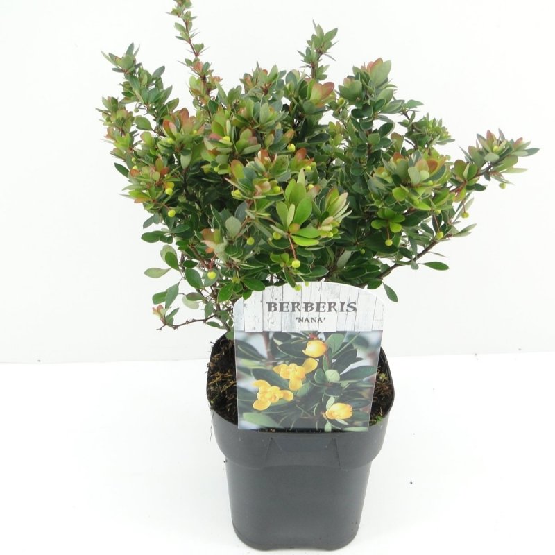 Барбарис самшитолистный (Berberis buxifolia)
