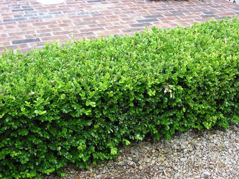 Падуб городчатый Ilex crenata