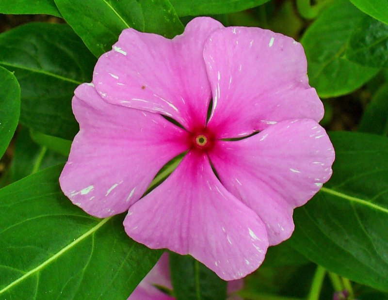 Catharanthus roseus