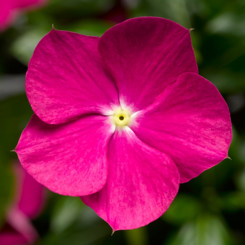 Катарантус roseus