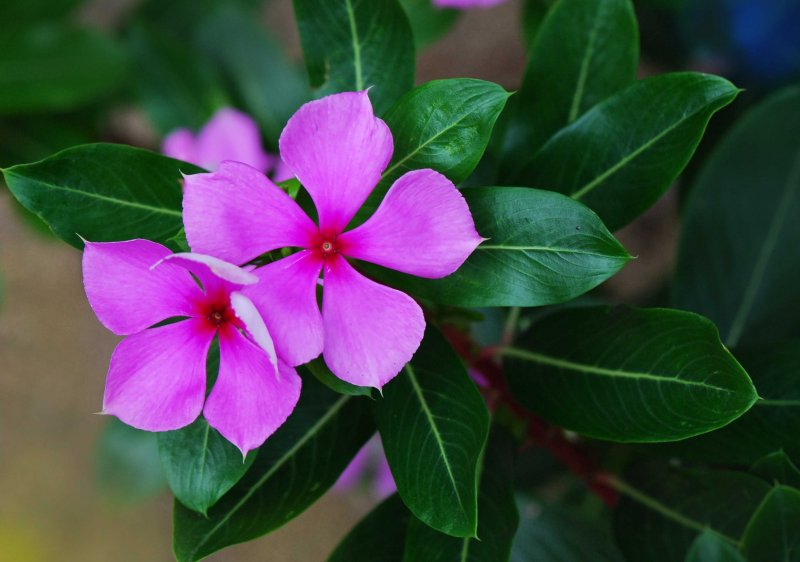 Catharanthus roseus катарантус розовый