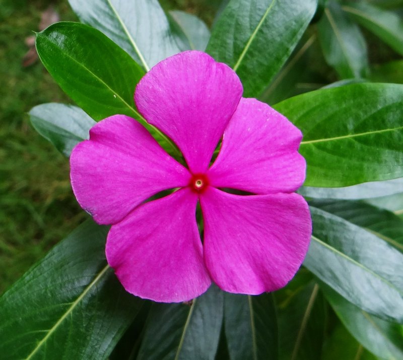 Catharanthus roseus катарантус розовый