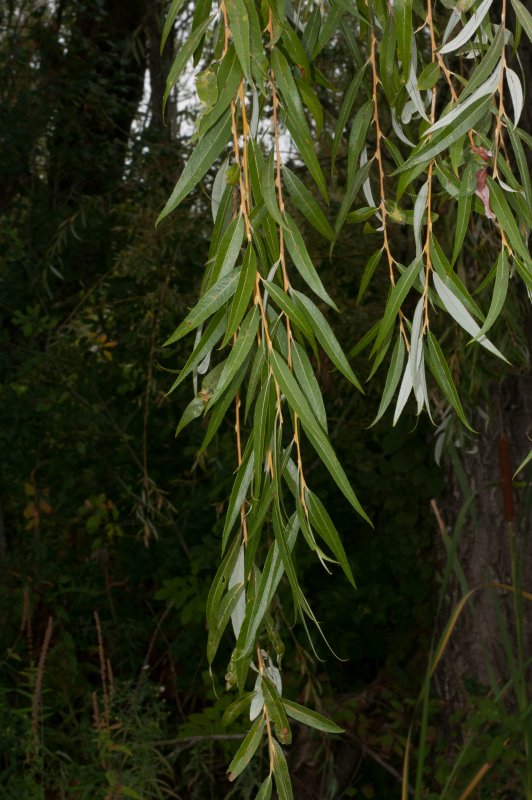Ива черная Salix nigra