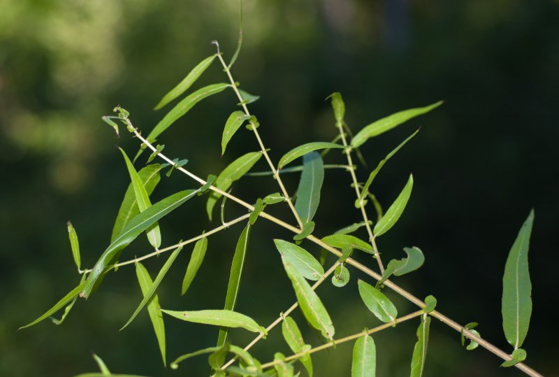 Ива черная Salix nigra