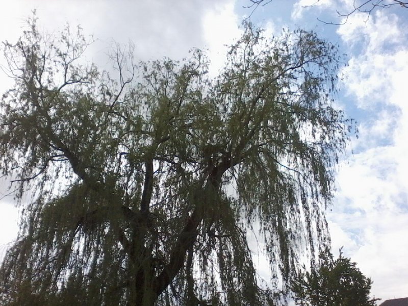 Salix babylonica l.