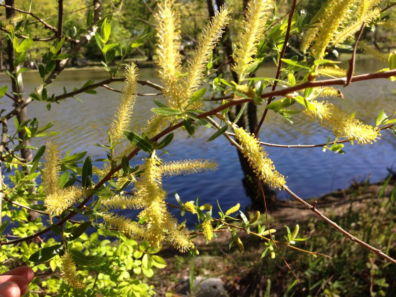 Salix nigra
