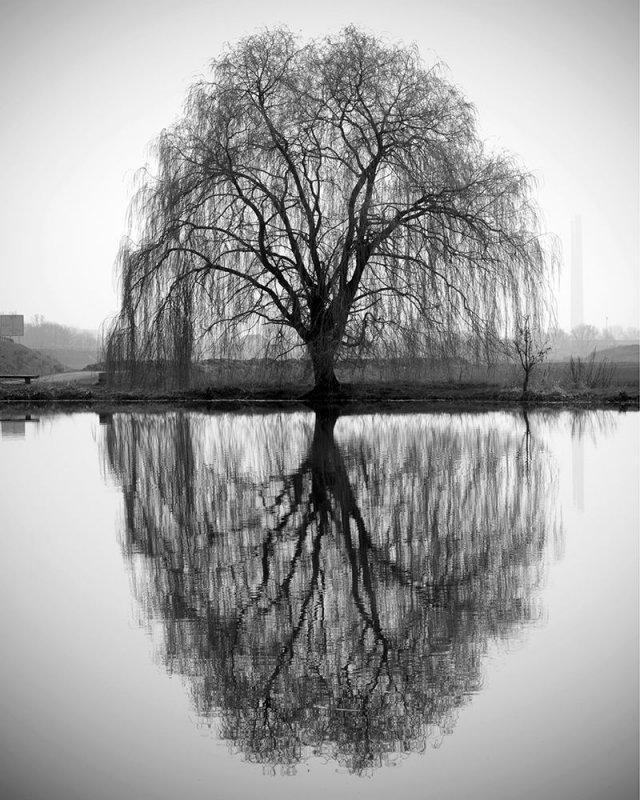 Ива тонкостолбиковая Salix gracilistyla
