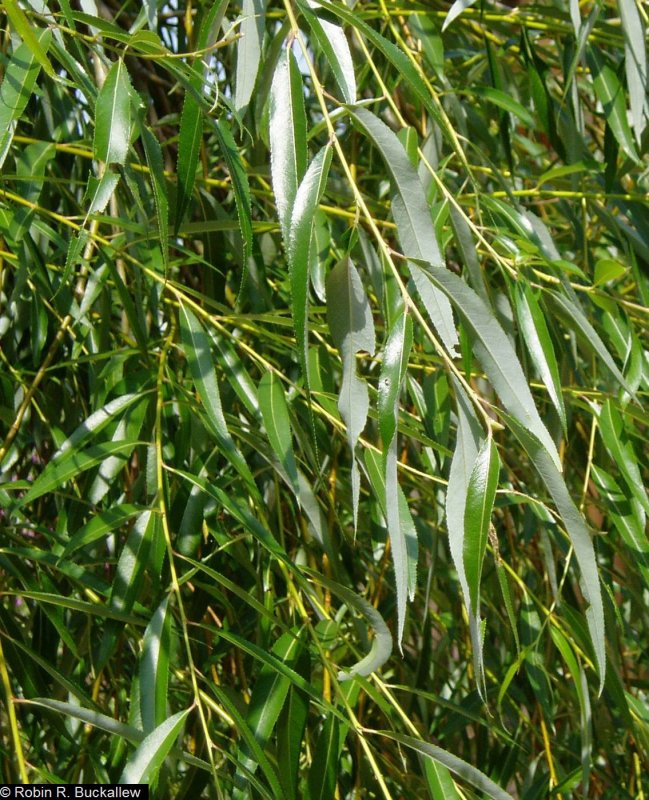 Salix Хитон