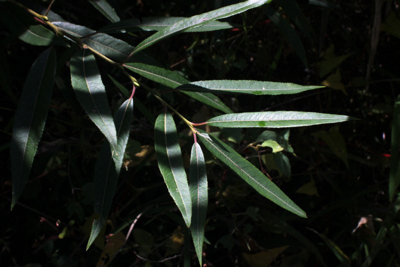 Salix nigra